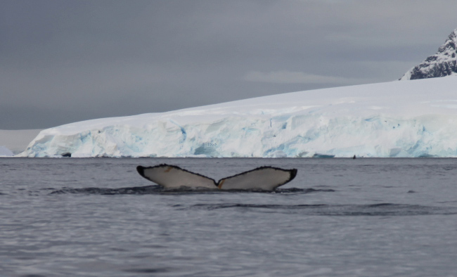 in Wilhelmina Bay whale tail goodby