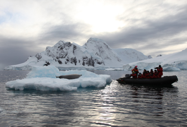 Crabeater seal – Lobodon carcinophaga or carcinophagus and Intruders on a Zodiak