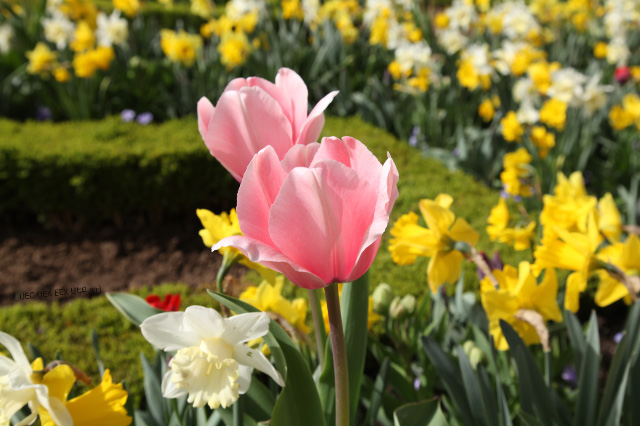 flowers of Versailles