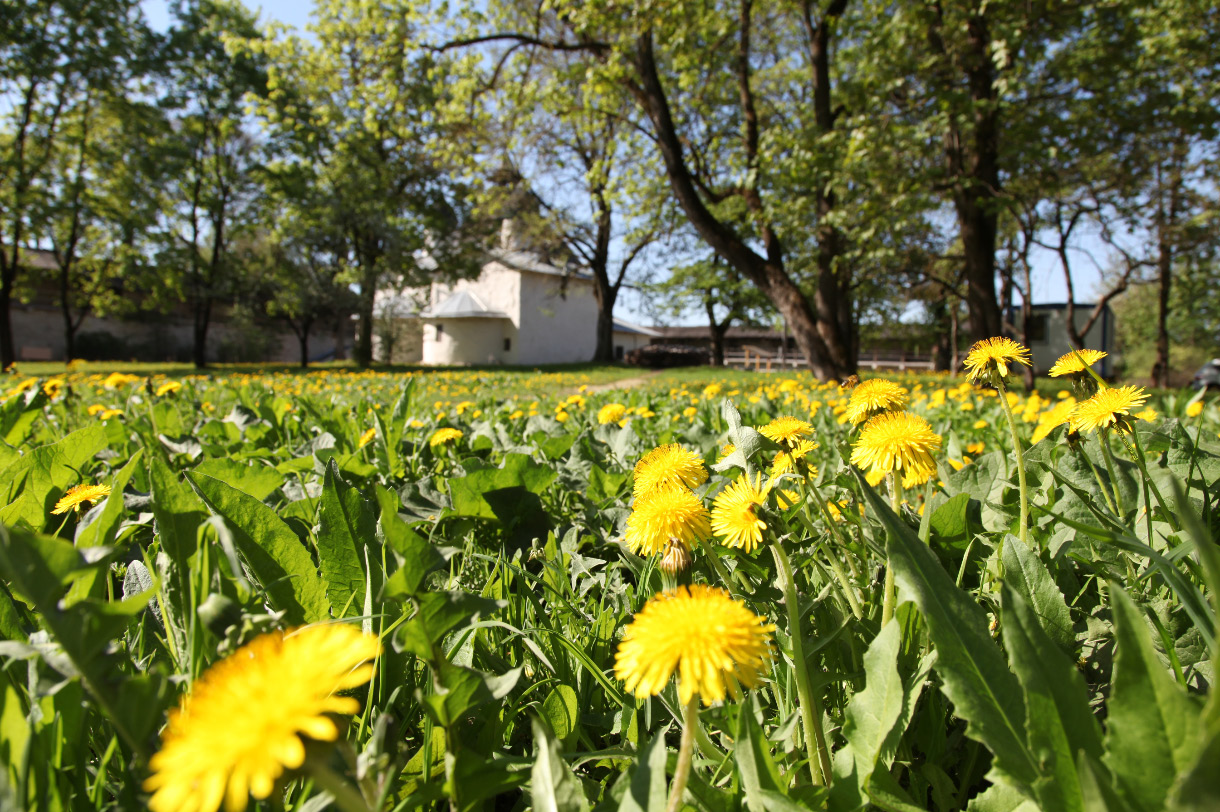 The Church of the Nativity and the Intercession of the Virgin by the Breach – Храм Покрова и Рождества Пресвятой Богородицы от Пролома and dandelion