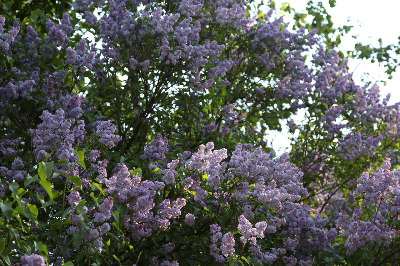 hyacinth of the the seventeenth of May in Pskov