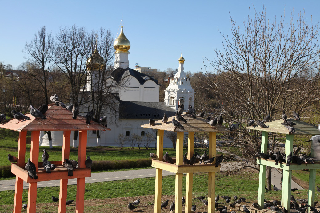 Голубь друзей – pigeon friends